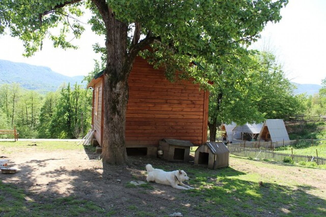 Фото Светлячок