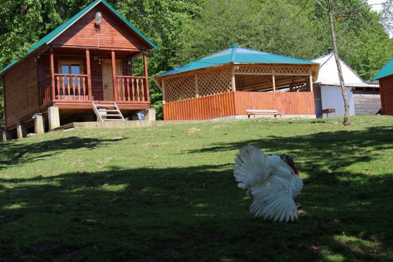 Фото Светлячок