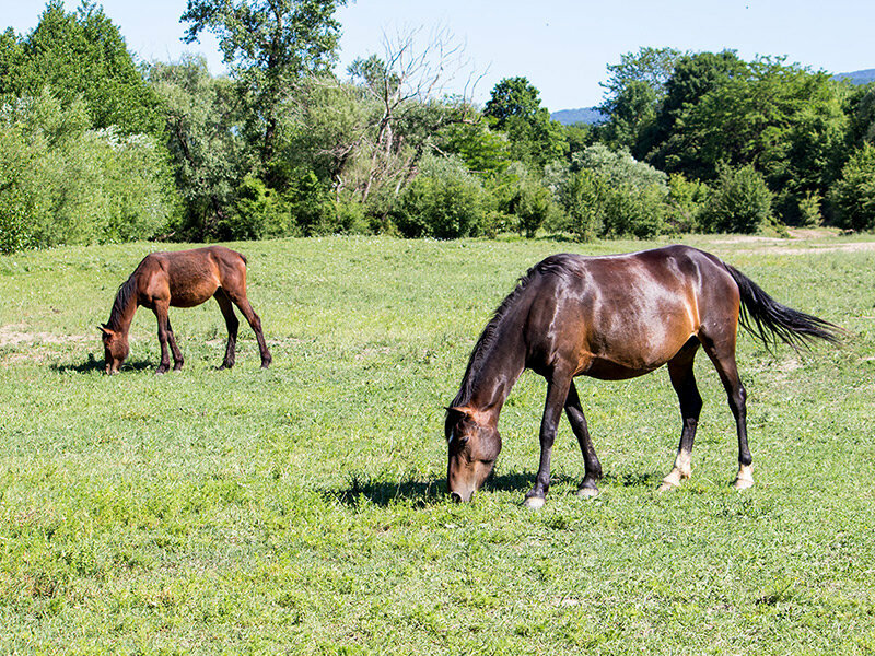 Фото Светлячок