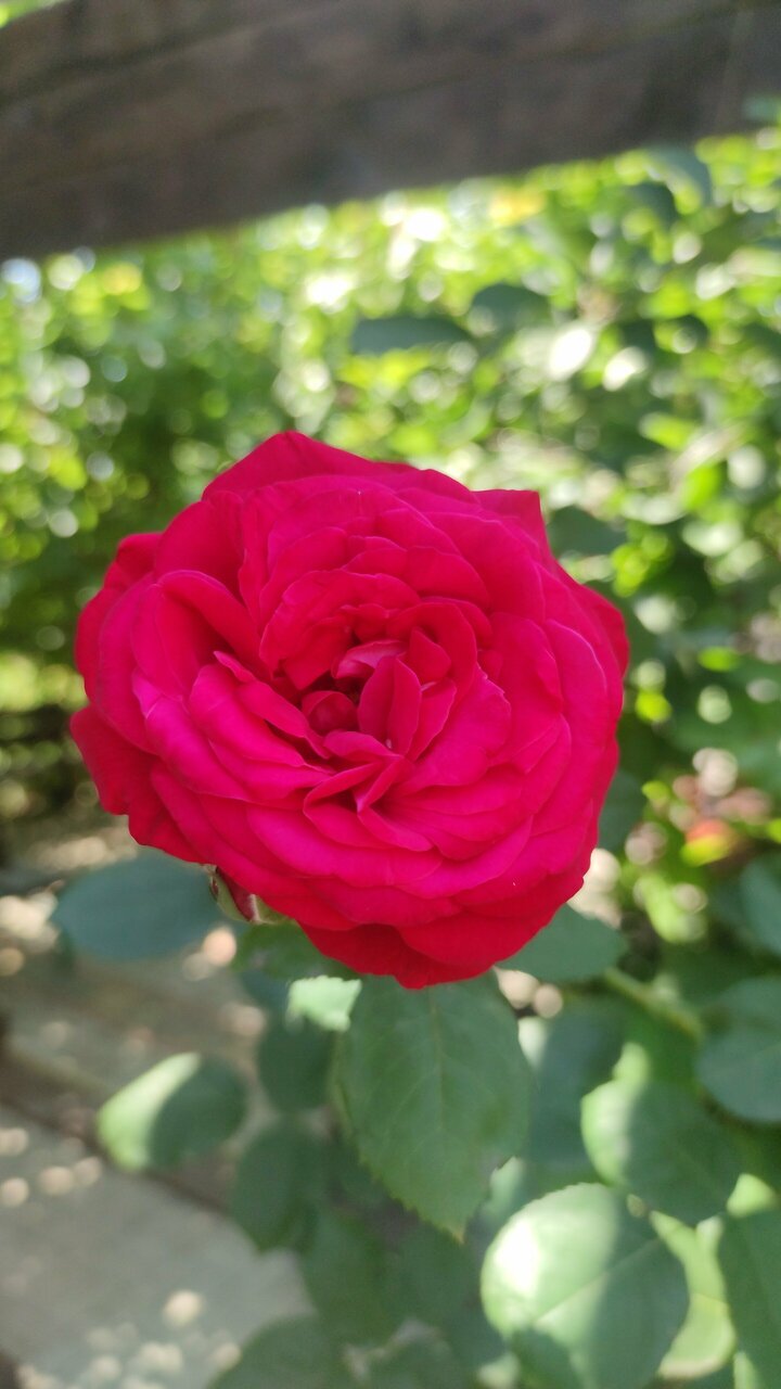 Фото Таисия