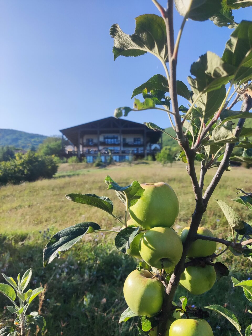 Фото Shale Alpine House