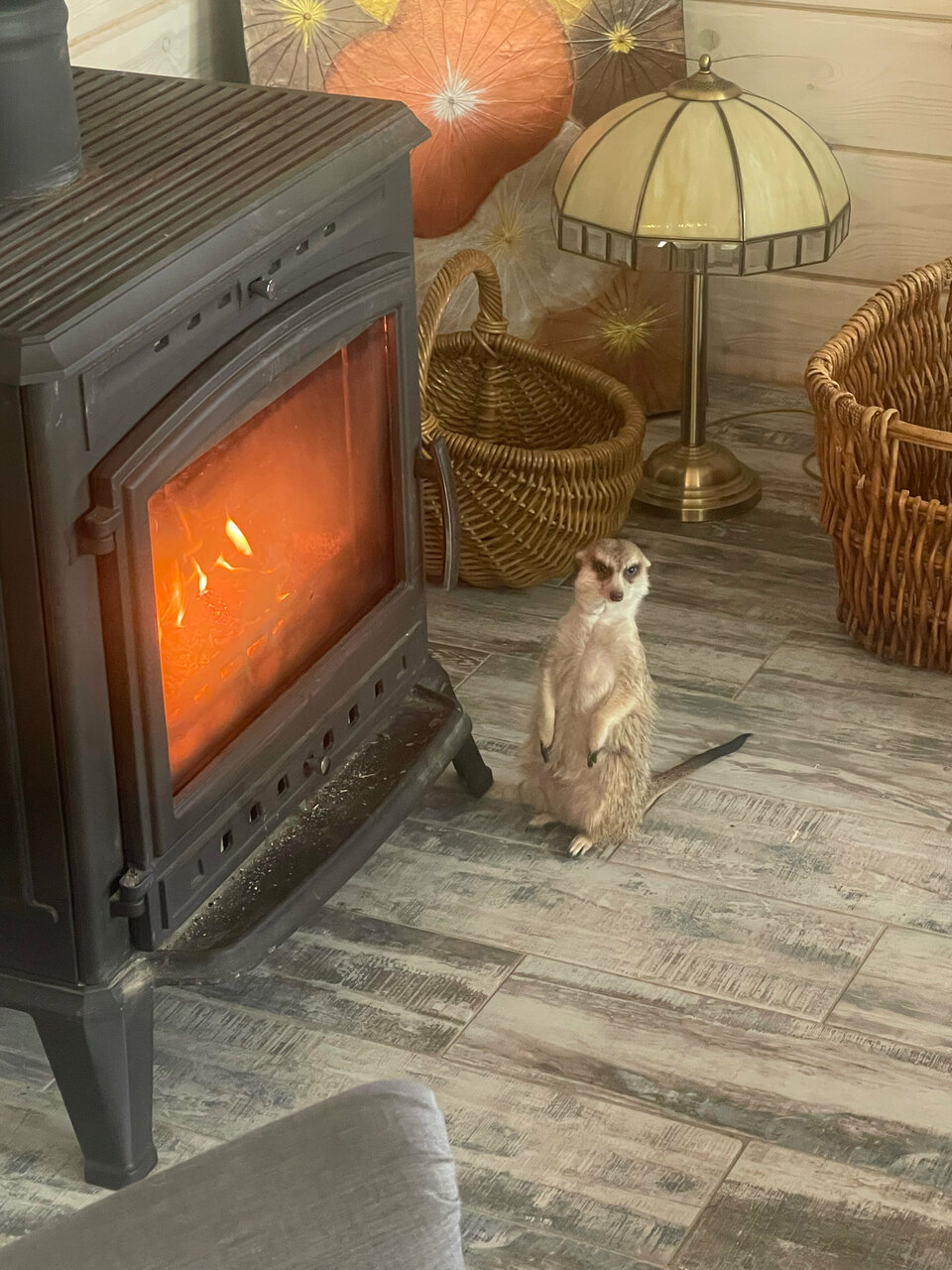 Фото Шале в лесу