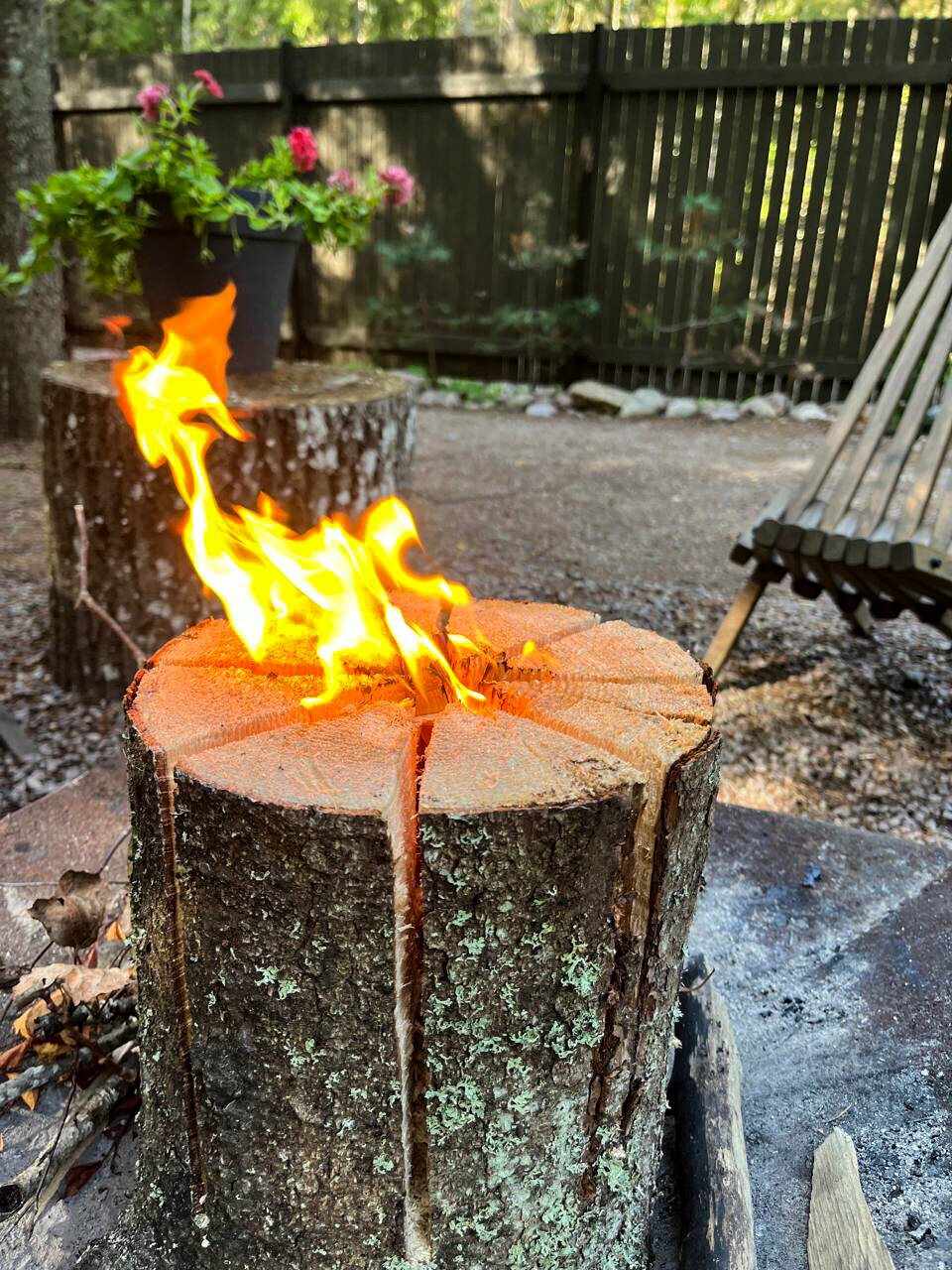 Фото Smell Of The Forest