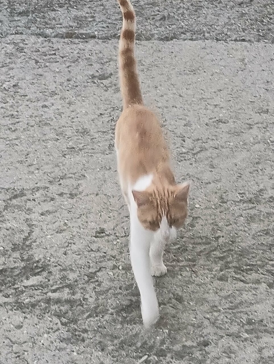 Фото Sokol Rooms